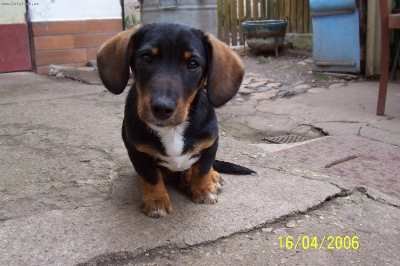 Foto: Bro�ek-Smutnej zrovna vyspinkanej!