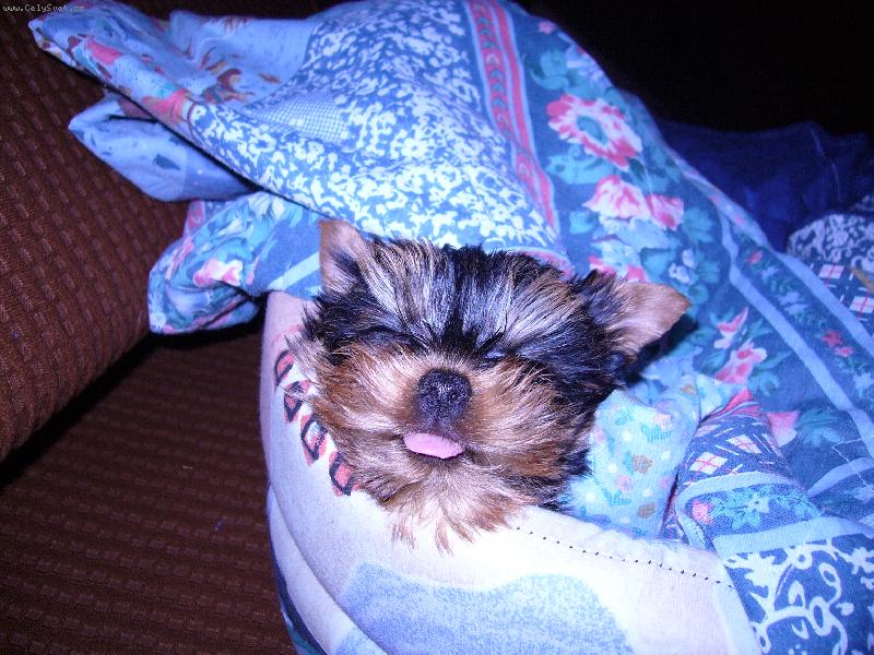 Foto: Sladk� sny-Takhle spink�m j� Monty