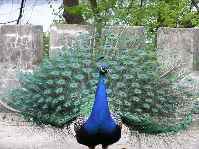 Foto: P��roda je mocn� �arod�jka-Pav� namlouv�n� - p��prava  k tane�ku