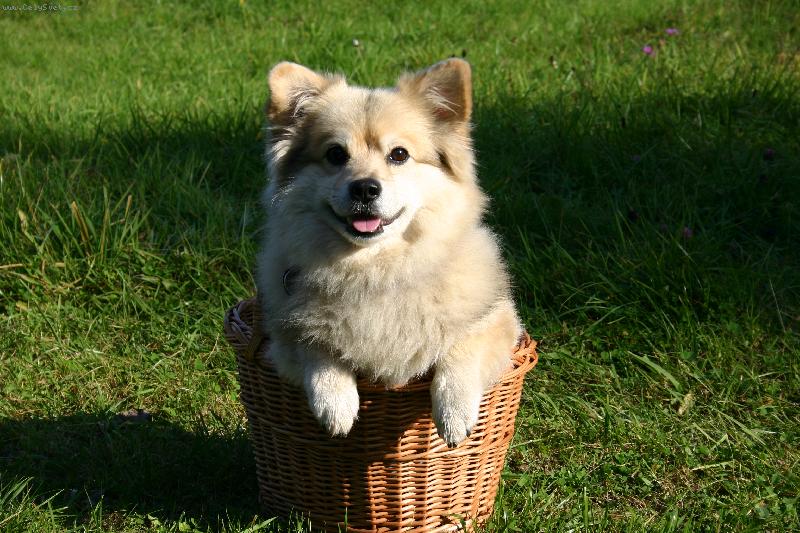 Foto: Ben��ek-Ben��ek na houb�ch