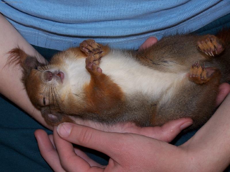 Foto: Vevi-R�d se mazl�.