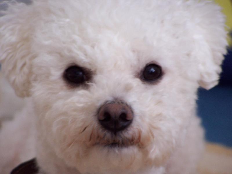 Foto: n� mil��ek-Bi�onek Kenny