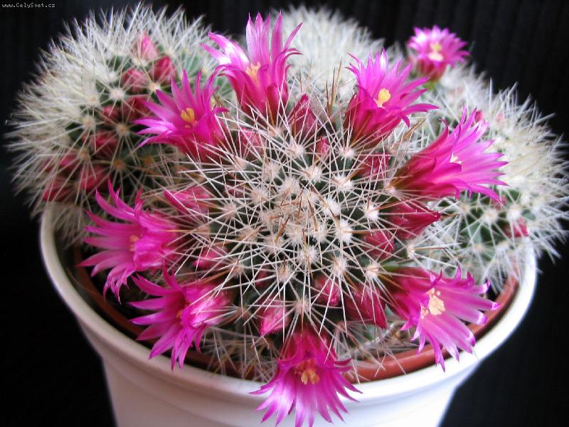 Foto: Kaktus z m� sb�rky-Kaktus