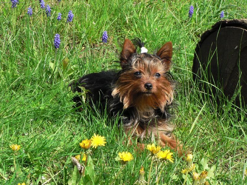 Foto: Lilly-Nejrad�ji si lebed�m v tr�v�