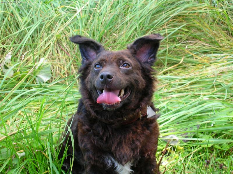 Foto: Mi�utka-�istokrevn� vo��ek-Fenka Mi�utka odpo��v� p�i sb�ru hub