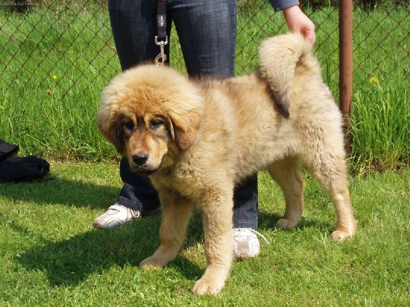 Foto: Dscho-Ka-Ta-Ya Altan Corgo-U� jsem velk� holka :o)