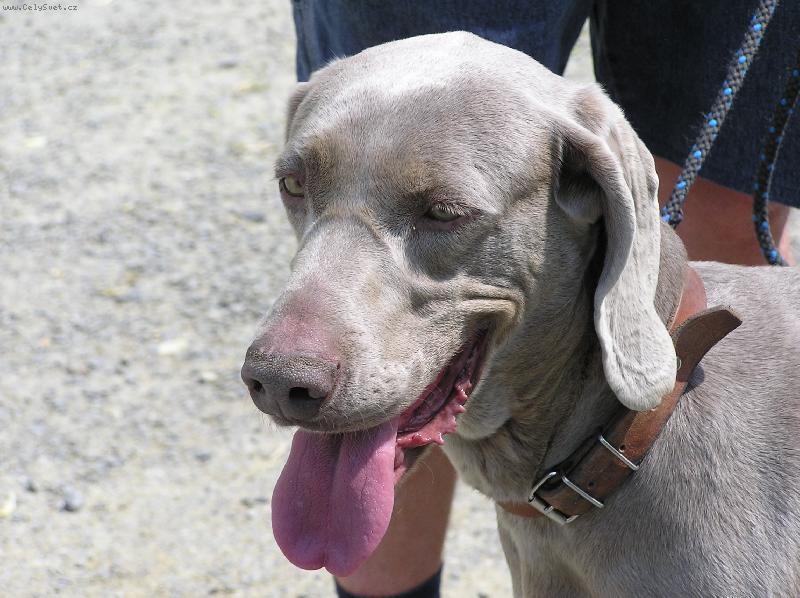 Foto: V pond�l� 8.5.2006 - Orl�k nad Vltavou - 1.v�marsk� oha�ka-kr�sn� �lechti�na Sheella