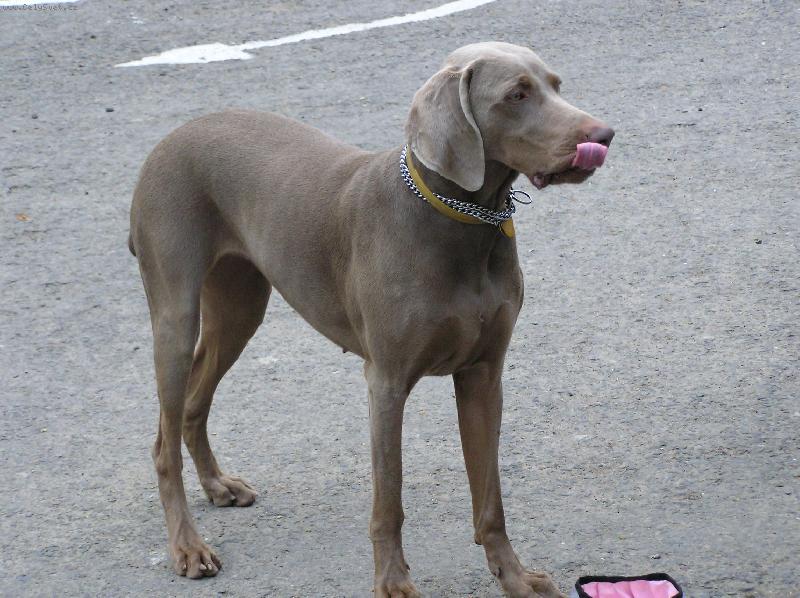 Foto: V pond�l� 8.5.2006 - Orl�k nad Vltavou - 2.v�marsk� oha�ka-kr�sn� dvaap�llet� sle�na NIKITKA