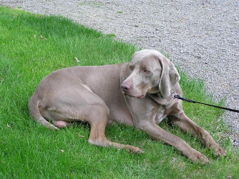 Foto: V pond�l� 8.5.2006 - Orl�k nad Vltavou - dal�� v�marsk� oha�-t�m�� �trn�ctim�s��n� krasavec Britt