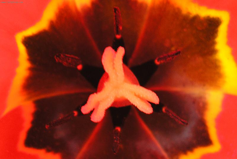 Foto: detail tulip�nu-v�imli jste si jak vypad� zbl�ska ?