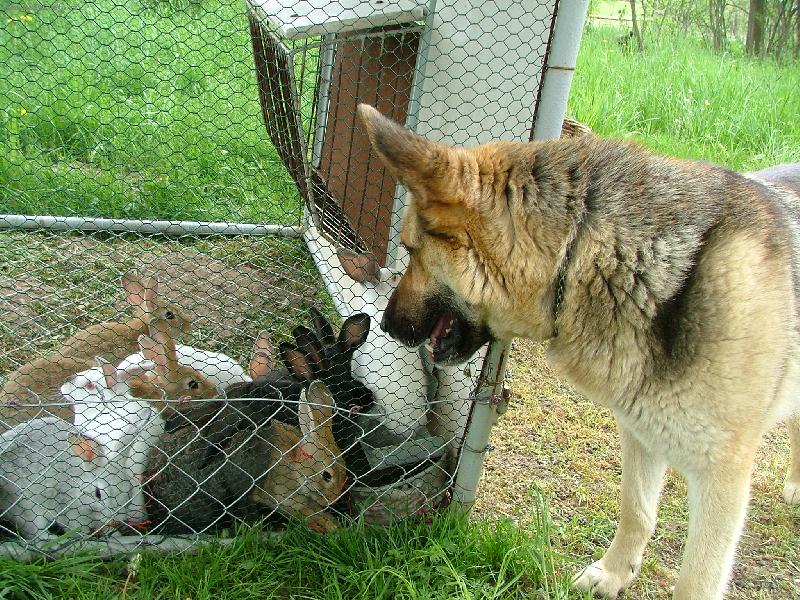Foto: Jen po�kej(te), zaj�ci...-...ne� p�ijdu na to, jak dovnit�!