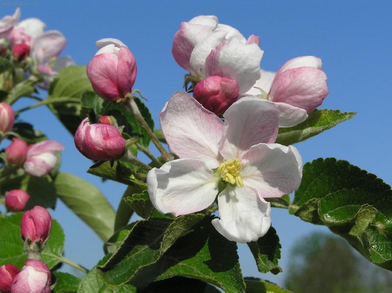 Foto: Jablo�ov� kv�t