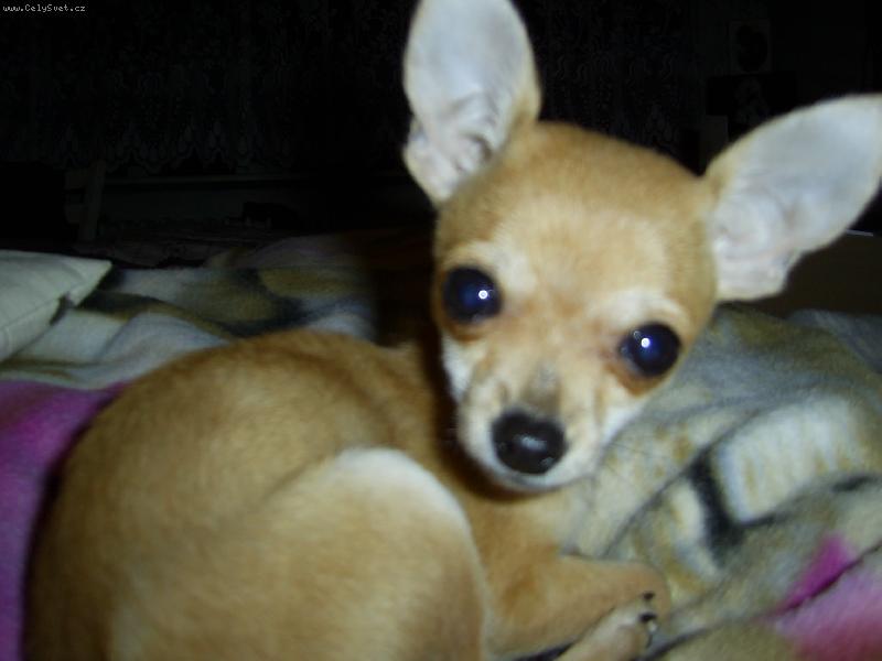 Foto: Na�e mal� Nellinka