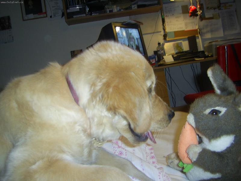 Foto: Korynka s ply��kem-J� chci taky mrkvi�ku...