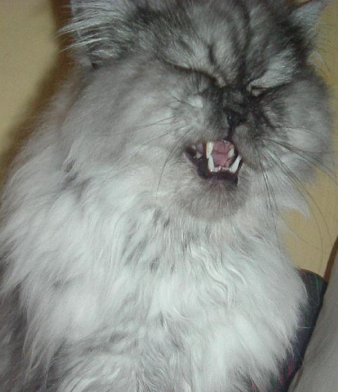 Foto: N� mazl��ek Den��ek-�ekli mi "�sm�v" tak jsem poslechl :-D