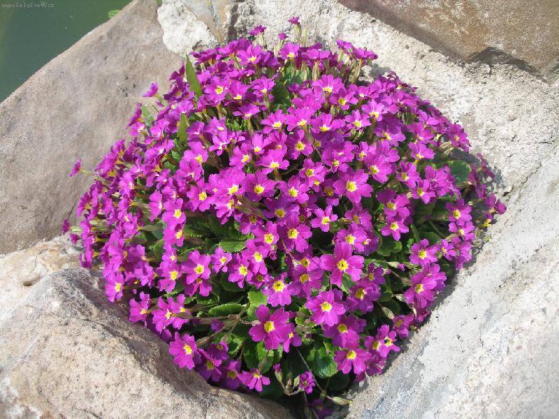 Foto: r��ov� �tverec