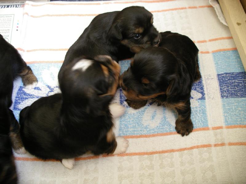 Foto: !Zl��ka!-Tak ty se n�m narodily v polovin� dubna jsou prost� ��asn� nemysl�te?...tak jim po�lete hlasy!