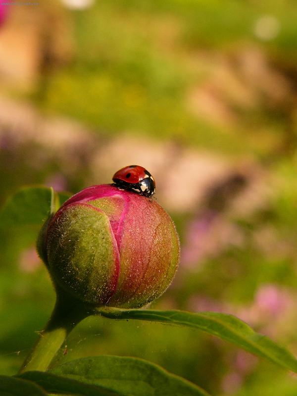 Foto: Beru�ka na pivo�ce