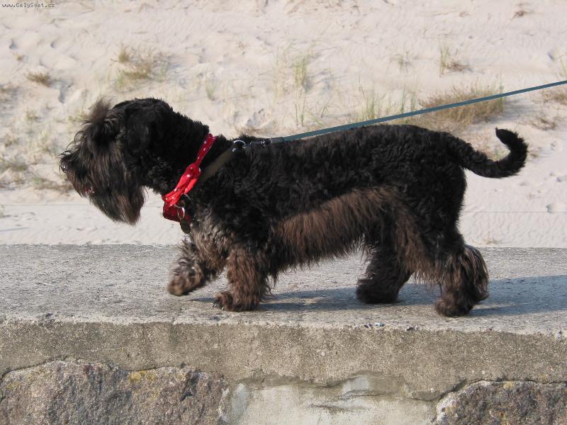 Foto: �enda sv�to�l�pek-na v�let�