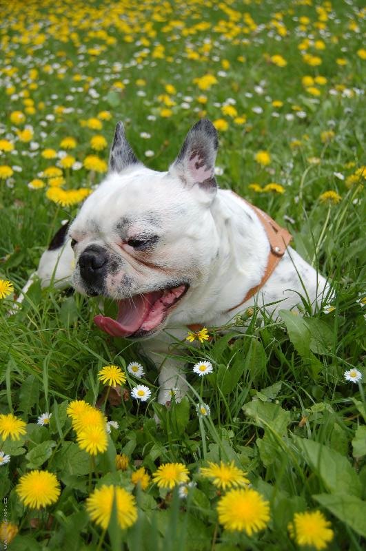 Foto: odpo�inek v pampeli�k�ch