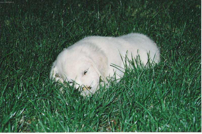 Foto: Po dolov�n� dobrot to pot�ebuje odpo�inek . . .