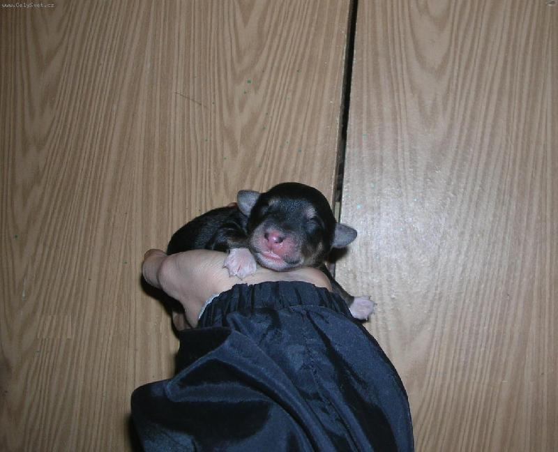 Foto: �t�n�tko v "pono�k�ch"-�t�n�tko s b�l�mi pono�kami - v�k 2 dny