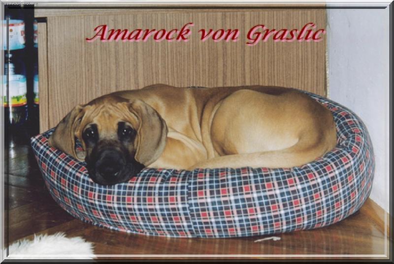 Foto: Amarock von Graslic