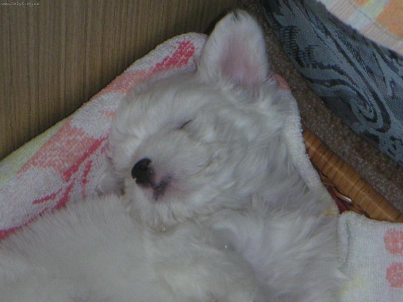 Foto: ma laska-nas novy prirustek do rodiny