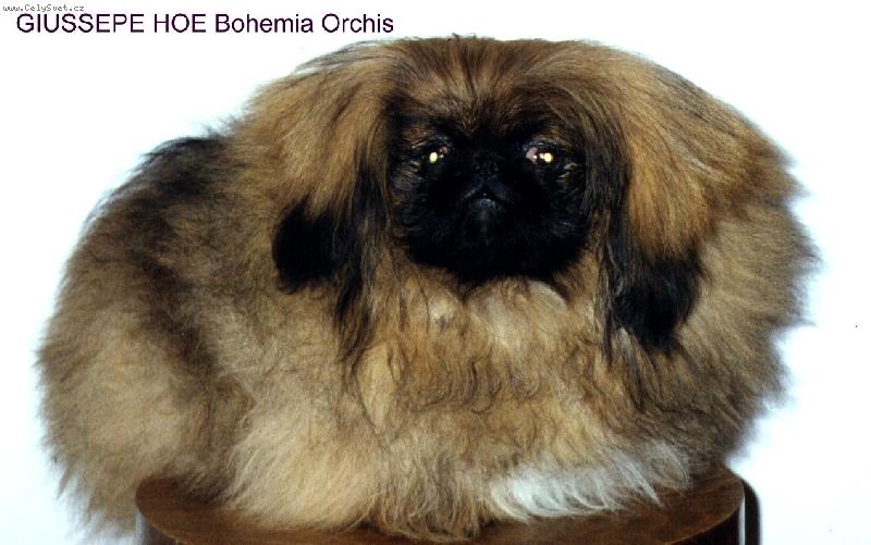 Foto: GIUSSEPE HOE Bohemia Orchis-�t�n� pekin�ze v 5 m�s�c�ch