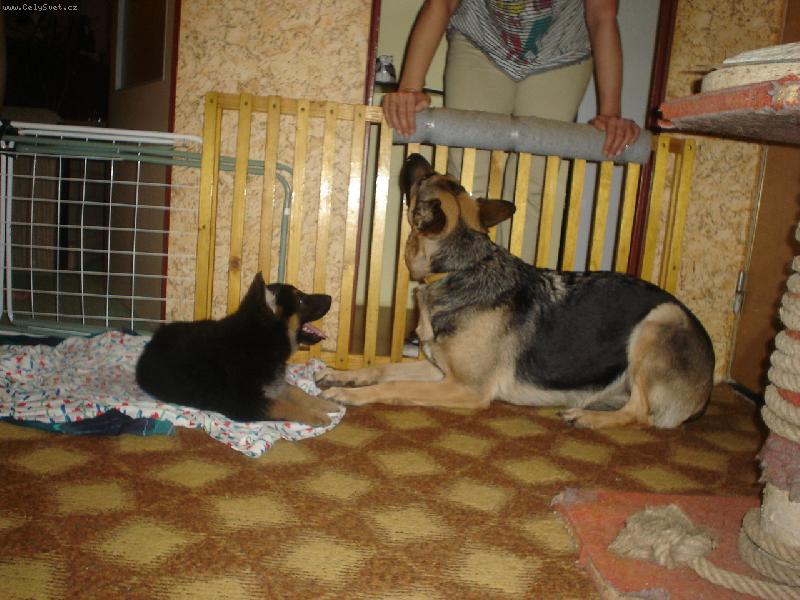 Foto: Pupy-Pupy hl�d� �t�n�tko(oba n�me�t� ov��ci)