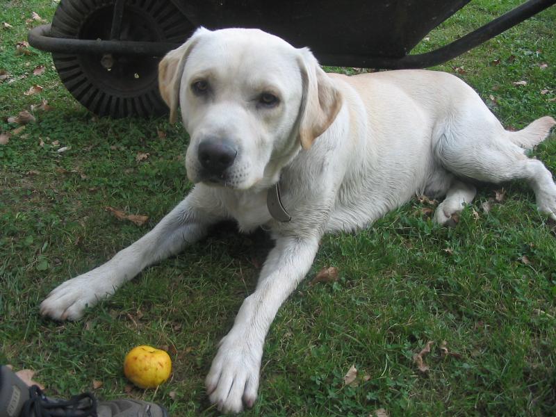 Foto: and�sek-...,,plos���m,,...