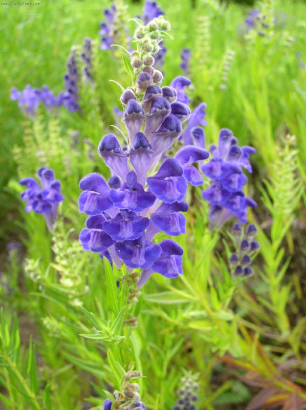 Foto: modr� kv�t