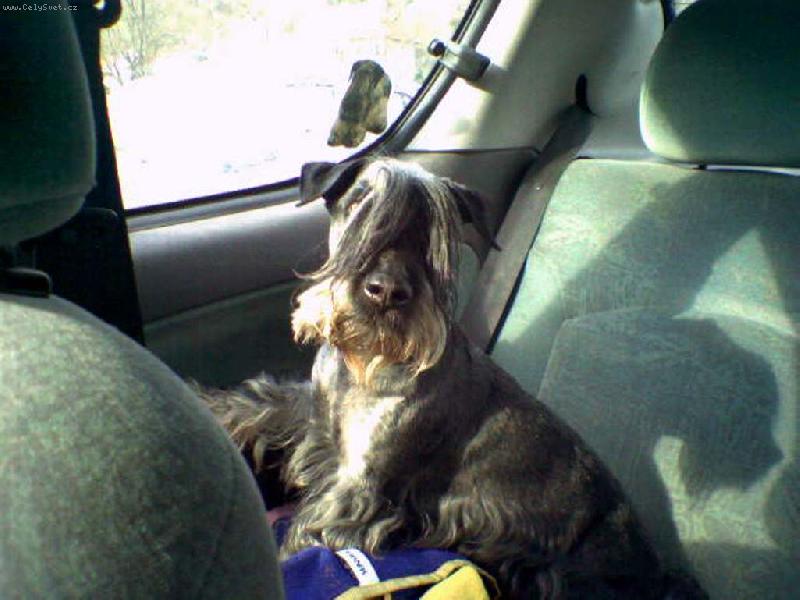 Foto: kdo me rusi z koukani do prirody.o)-asanek :o) muj star�� ps�k