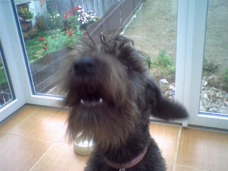 Foto: ja jsem up�r ale nikdo to o m� je�t� nev�:o)-neruskaaaaa milasek:o)) hauuu