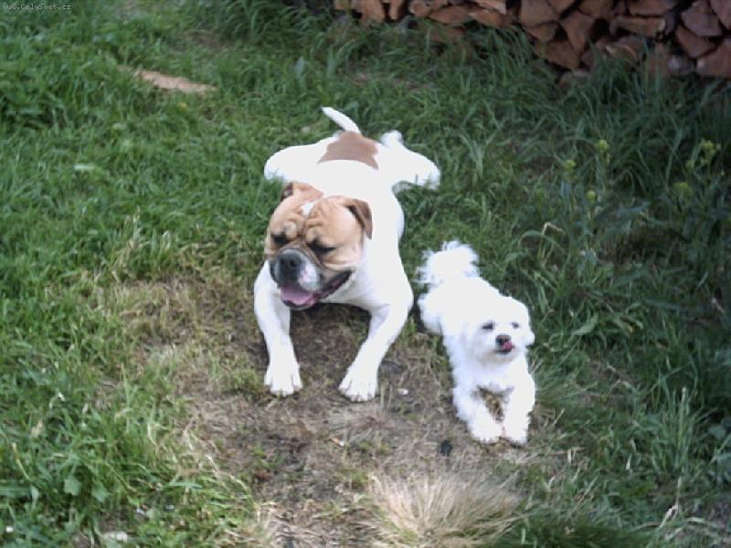 Foto: David a Goli�-nerozlu�n� kmar�di