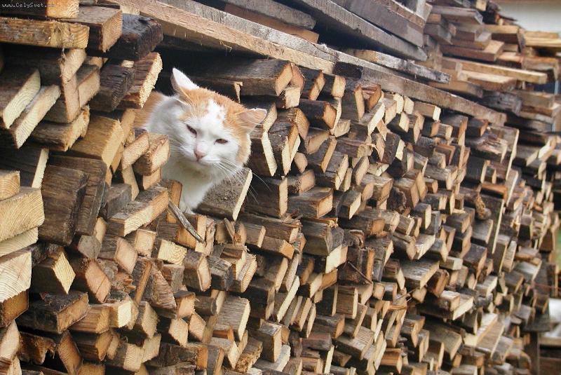 Foto: Zrzunda-Tomu se ��k� vymakan� pel�ek ;-)