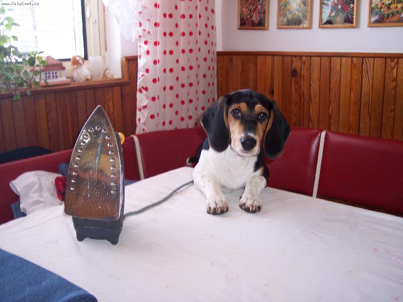 Foto: Mon�k r�d �ehl�-Mony pom�h� sv� pani�ce p�i �ehlen�