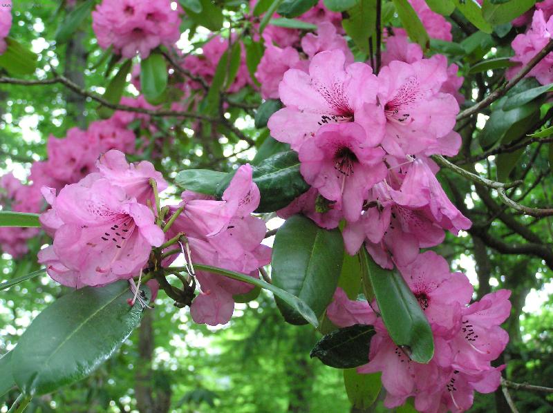 Foto: Rododendron-Azalka nachov� zbarven�