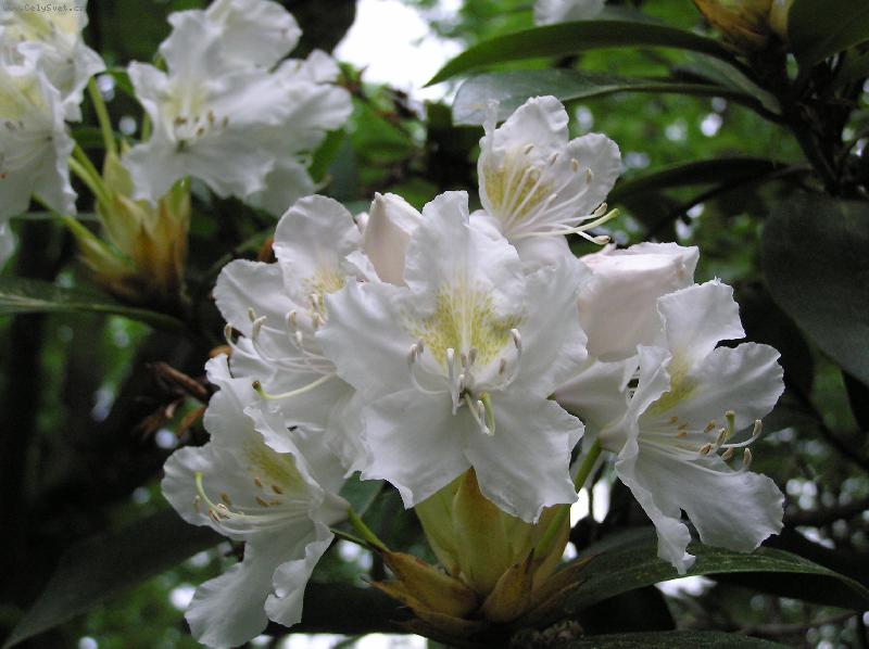 Foto: Rododendron-Azalka sv�tlounce �lut�