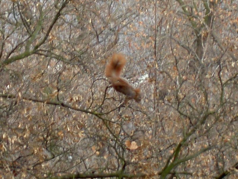 Foto: Tam je n�co k sn�dku!!!!-Veverka ve v�tv�ch