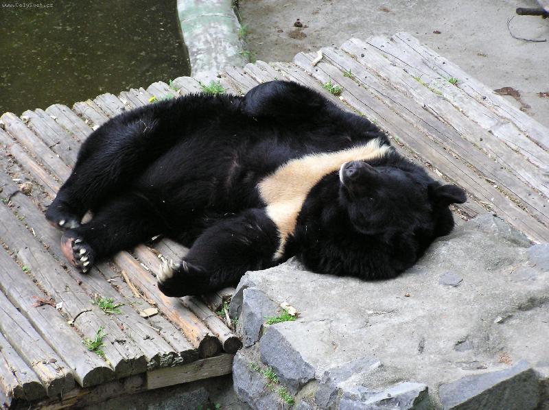 Foto: Medv�d u�at�-Kazim�r z Konopi�t� je free a happy