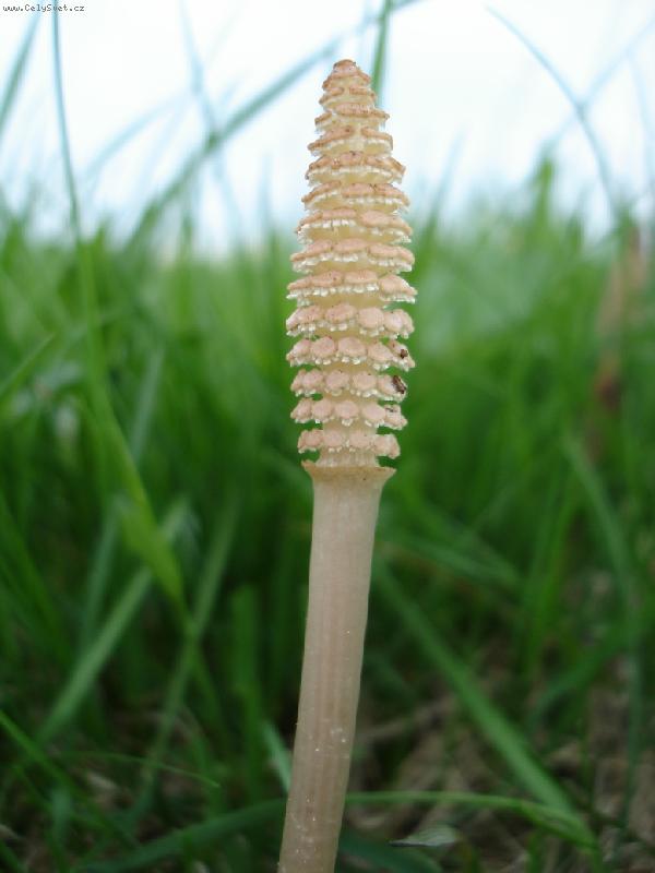Foto: Equisetum arvense-jarn� lodyha