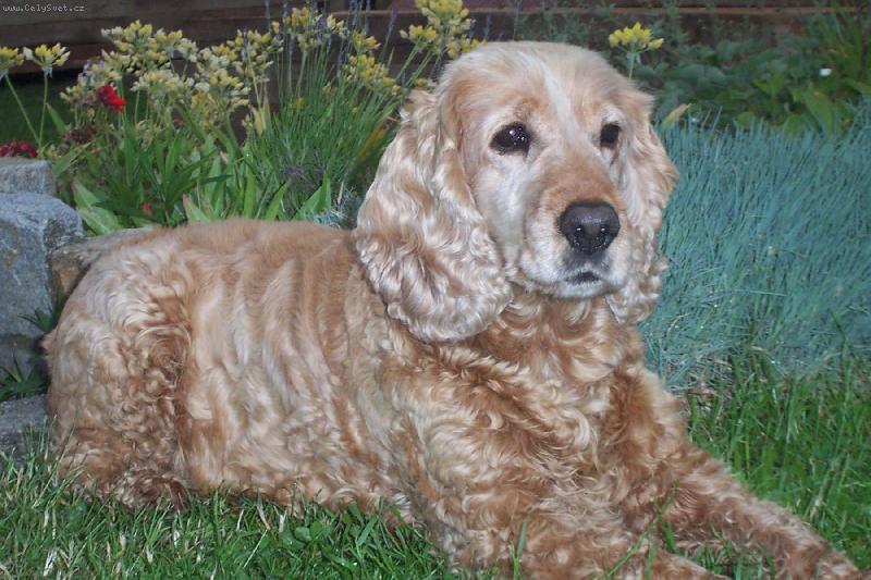 Foto: Model-p�zuj�c� d�ma