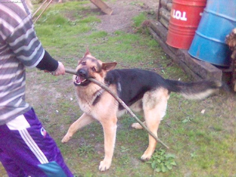 Foto: Pozor nevypad�m tak,ale jsem drsnej!!!-A um�m b�t i milej a hodnej :-)