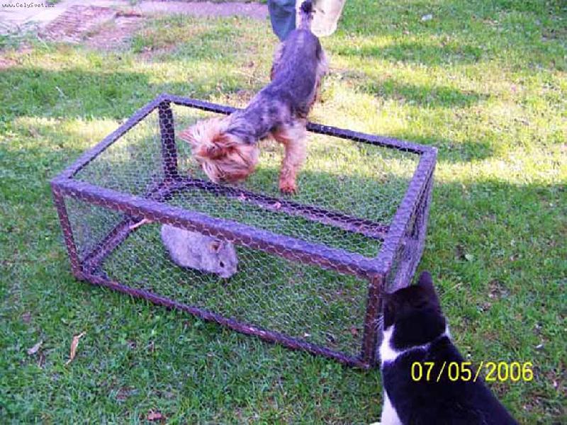 Foto: m�m t� r�d-kocour Tom, york��r Jerry a nov� obyvatel kr�l�k M��a