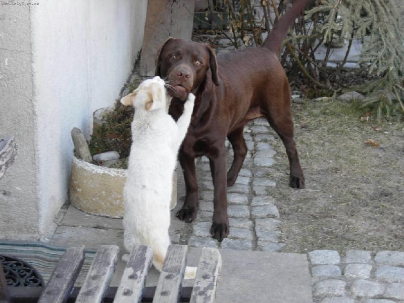 Foto: ...m�me se r�di jako pes a ko�ka...
