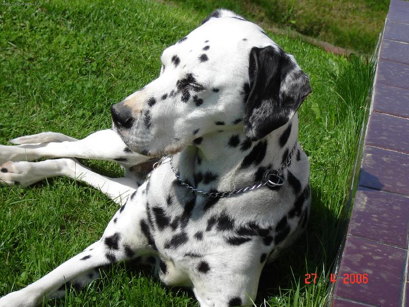 Foto: Na�e Belinka-Belinka odpo��v�