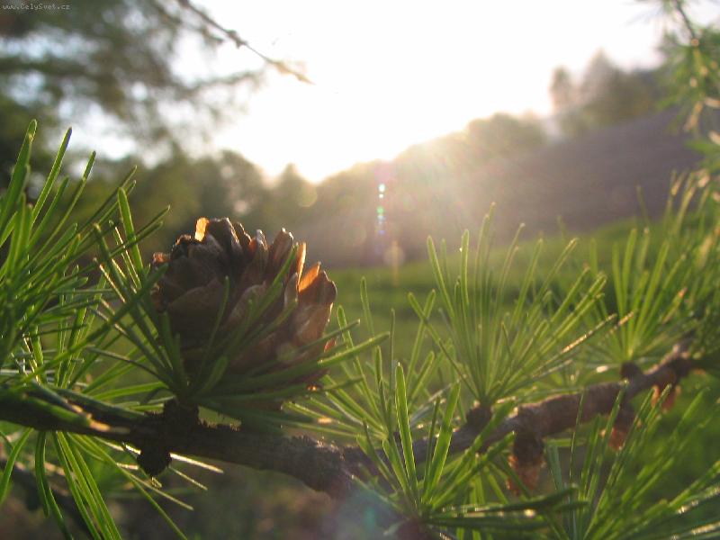 Foto: mod��n a slunce