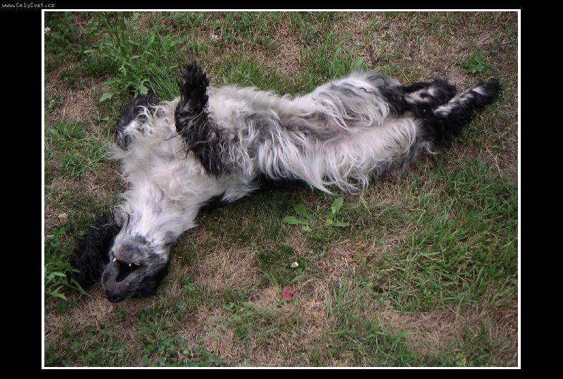 Foto: Na pohodu-Kokrspanel, ktery si uziva zivot