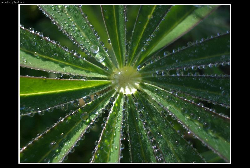 Foto: Ranni rosa-kvetinka s rosou